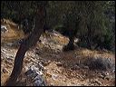 seitani_011