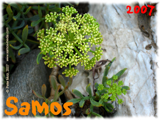 Samos_2007_V4_345