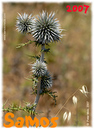 Samos_2007_V4_018