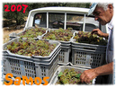 Samos_2007_V4_292
