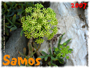 Samos_2007_V4_345